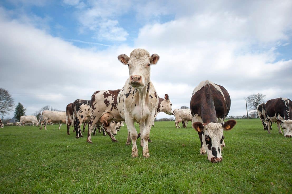 Las entregas de leche cruda de vaca y el número de ganaderos y compradores siguieron a la baja en agosto