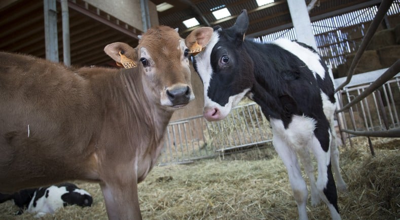 Las entregas de leche de vaca a compradores se hundieron un 5% en julio pasado