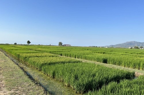 Polysulphate, el fertilizante natural exclusivo de ICL que aporta los cuatro nutrientes esenciales