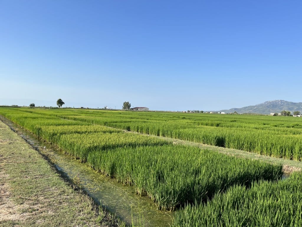 Polysulphate, el fertilizante natural exclusivo de ICL que aporta los cuatro nutrientes esenciales