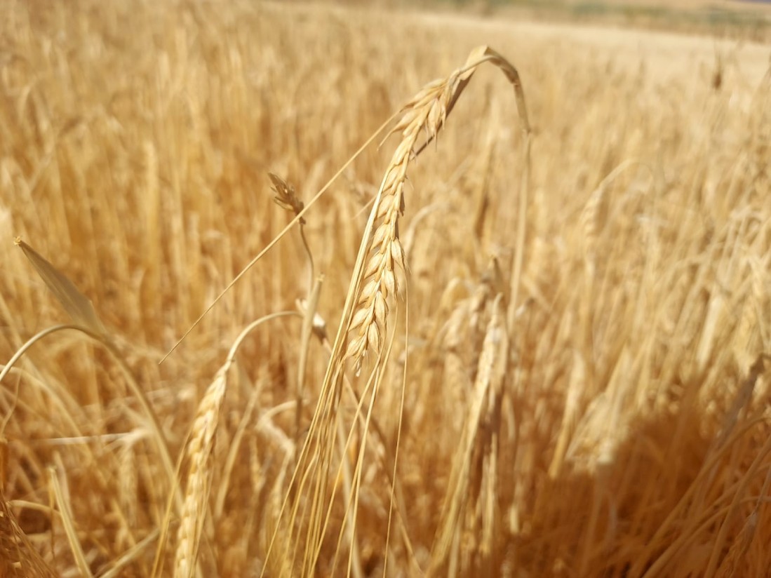 El Gobierno seguirá evaluando la situación de sequía en el campo antes de avanzar nuevas medidas paliativas