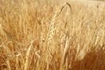 UCCL exige a Enesa y Agroseguro transparencia en los datos sobre las modificaciones del seguro de herbáceos
