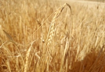 UCCL exige a Enesa y Agroseguro transparencia en los datos sobre las modificaciones del seguro de herbáceos