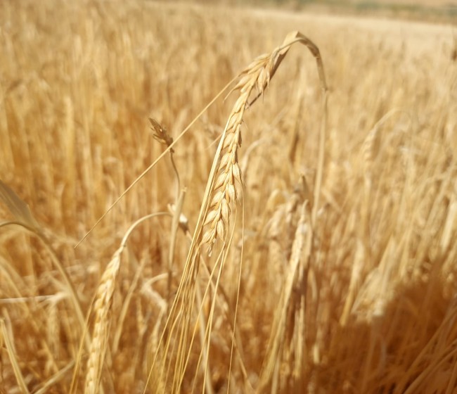 UCCL exige a Enesa y Agroseguro transparencia en los datos sobre las modificaciones del seguro de herbáceos