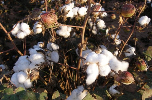 UPA Andalucía reclama medidas ante la pérdida de un 40% de la cosecha de algodón por la sequía