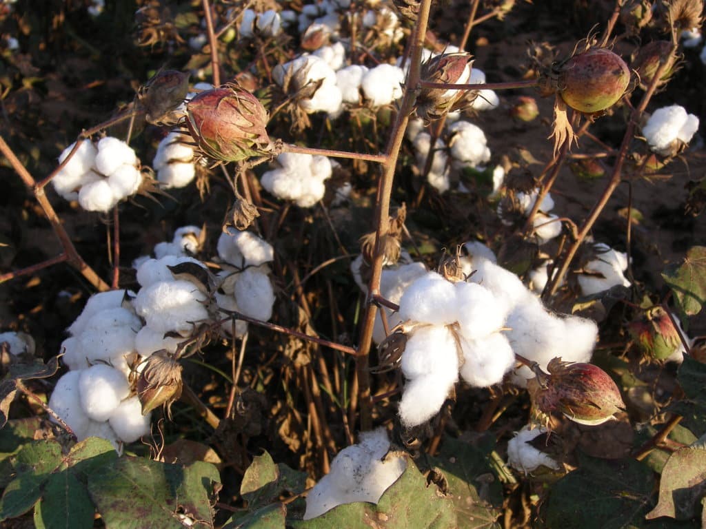 UPA Andalucía reclama medidas ante la pérdida de un 40% de la cosecha de algodón por la sequía