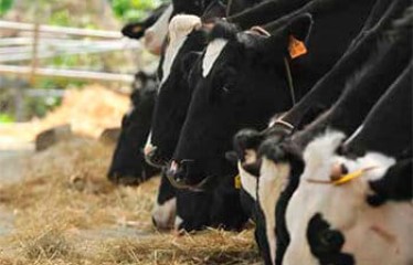 Algoterapia en la producción bovina