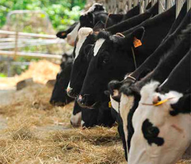 Algoterapia en la producción bovina