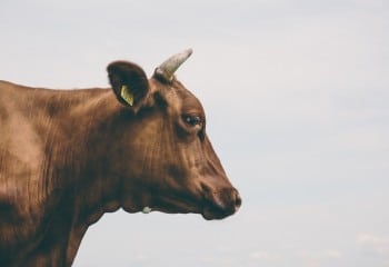 Empleo de pulpa de remolacha en terneros de carne durante la transición al cebo