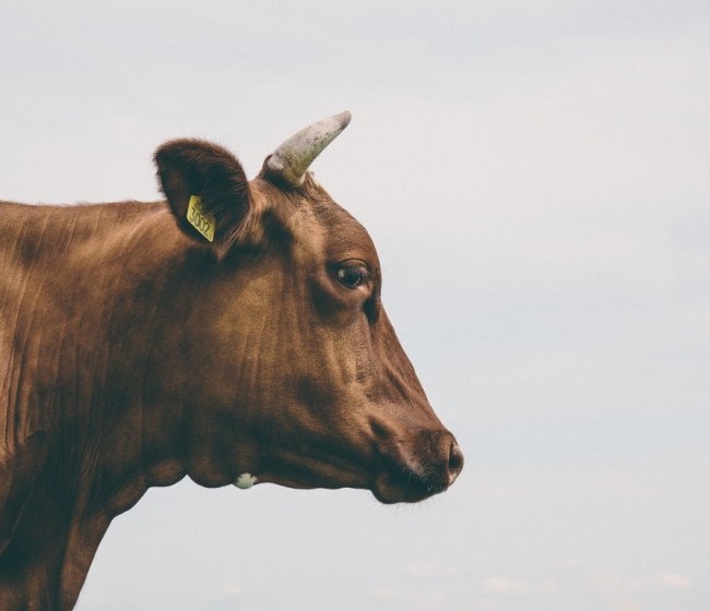 Empleo de pulpa de remolacha en terneros de carne durante la transición al cebo