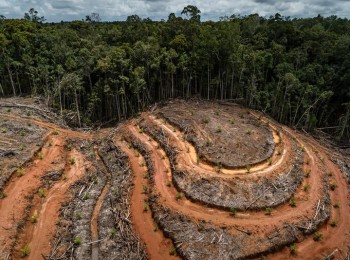 El Parlamento Europeo apoya retrasar un año la ley europea contra la deforestación