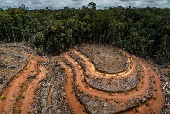 Bruselas no retrasará la ley contra la deforestación importada, pero la flexibilizará