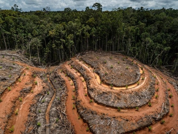 Bruselas no retrasará la ley contra la deforestación importada, pero la flexibilizará