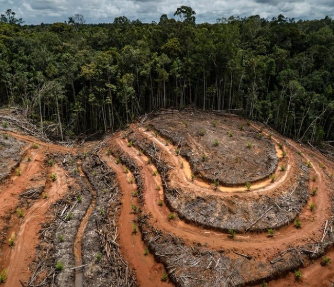 Bruselas no retrasará la ley contra la deforestación importada, pero la flexibilizará