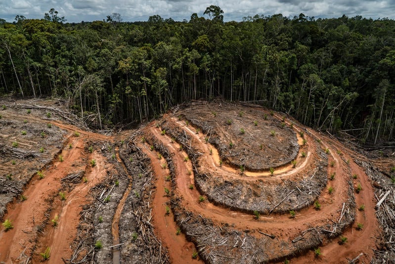 La Eurocámara plantea incluir más productos importados para limitar la deforestación mundial