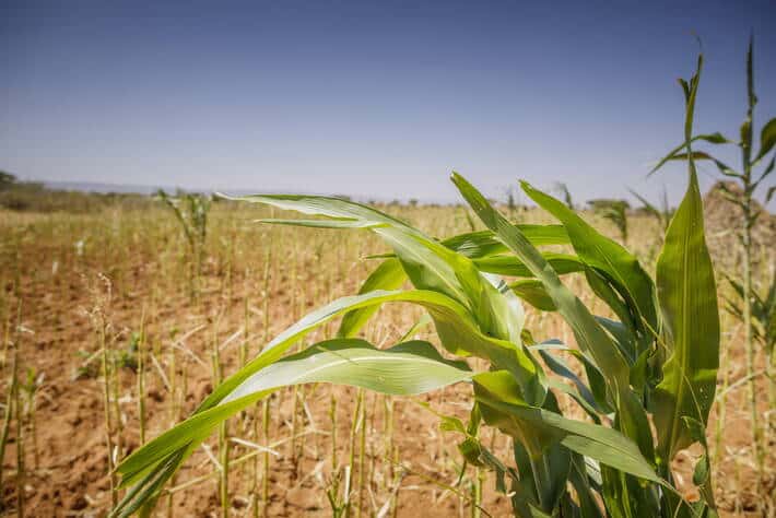 Coceral prevé un importante descenso de la cosecha europea de maíz grano en 2022/23