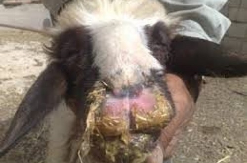 Confirmado un foco de Viruela Ovina y Caprina en 325 cabezas de una explotación en Granada