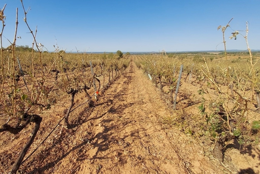 La siniestralidad en el campo eleva las indemnizaciones del seguro agrario a 657 M€ hasta final de agosto