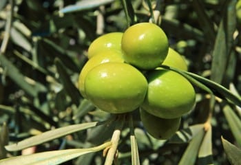 Las salidas de aceite se sitúan en 136.000 t en junio y el stock final de campaña sigue en niveles esperados