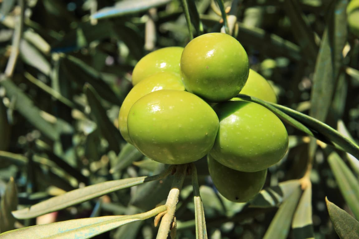 ASAJA-Sevilla calcula poco más de 400.000 t de aceituna de mesa en esta campaña, un 38% menos