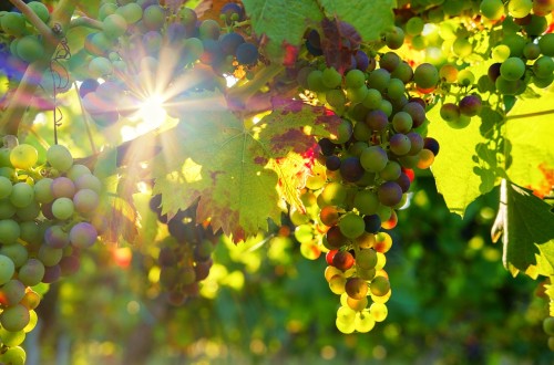 El 15,3% de la superficie total de viñedo en España es ecológico