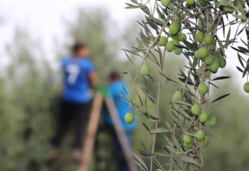 AVA-Asaja organiza reuniones sobre las ayudas para jóvenes y nuevos agricultores hasta 56 años