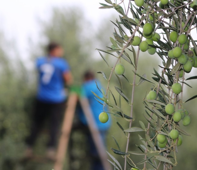AVA-Asaja organiza reuniones sobre las ayudas para jóvenes y nuevos agricultores hasta 56 años