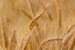 El CIC prevé más trigo y cebada para compensar en 2022/23 la menor producción mundial prevista de maíz