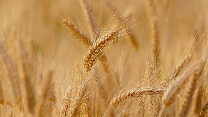 El CIC prevé más trigo y cebada para compensar en 2022/23 la menor producción mundial prevista de maíz
