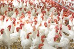 Nuevo foco de gripe aviar  en una granja de 150.000 gallinas ponedoras en Guadalajara
