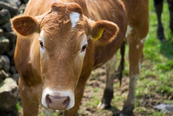 Diagnóstico etiológico de la enfermedad respiratoria bovina (ERB)