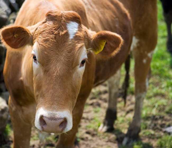 Diagnóstico etiológico de la enfermedad respiratoria bovina (ERB)