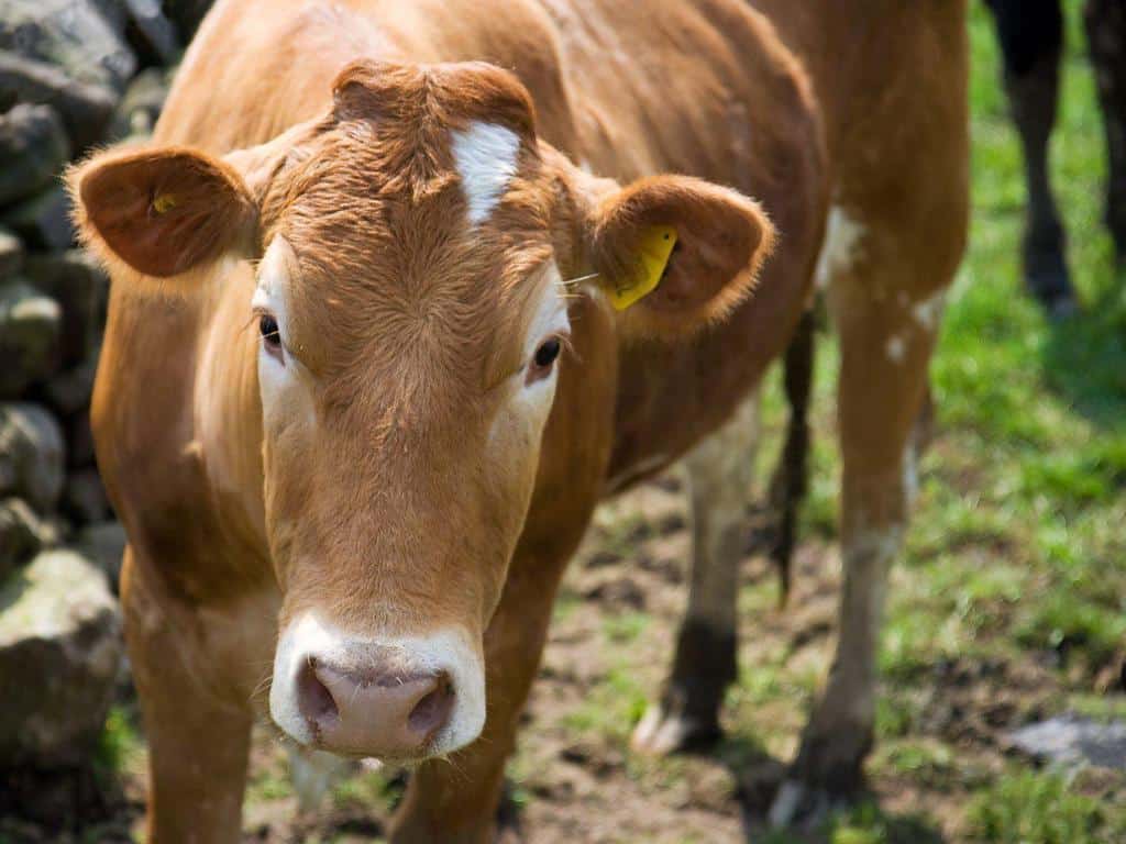 Diagnóstico etiológico de la enfermedad respiratoria bovina (ERB)