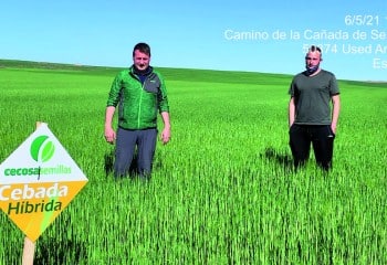 Cecosa Semillas se abre camino hacia el cereal del futuro con sus variedades híbridas