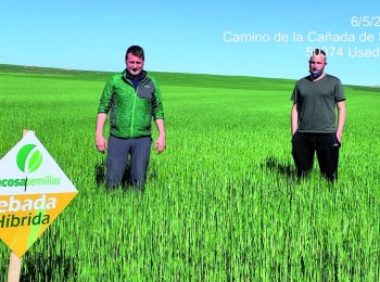 Cecosa Semillas se abre camino hacia el cereal del futuro con sus variedades híbridas