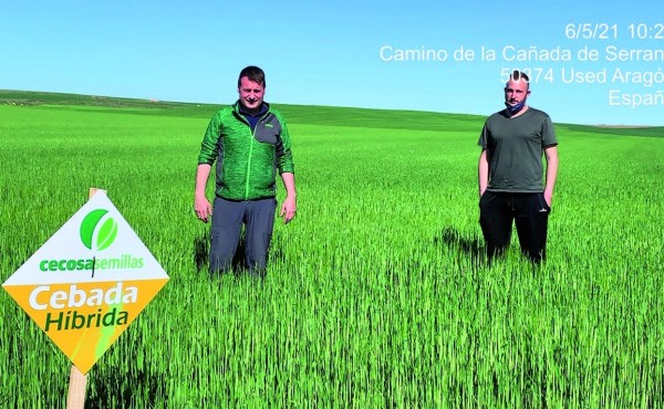 Cecosa Semillas se abre camino hacia el cereal del futuro con sus variedades híbridas
