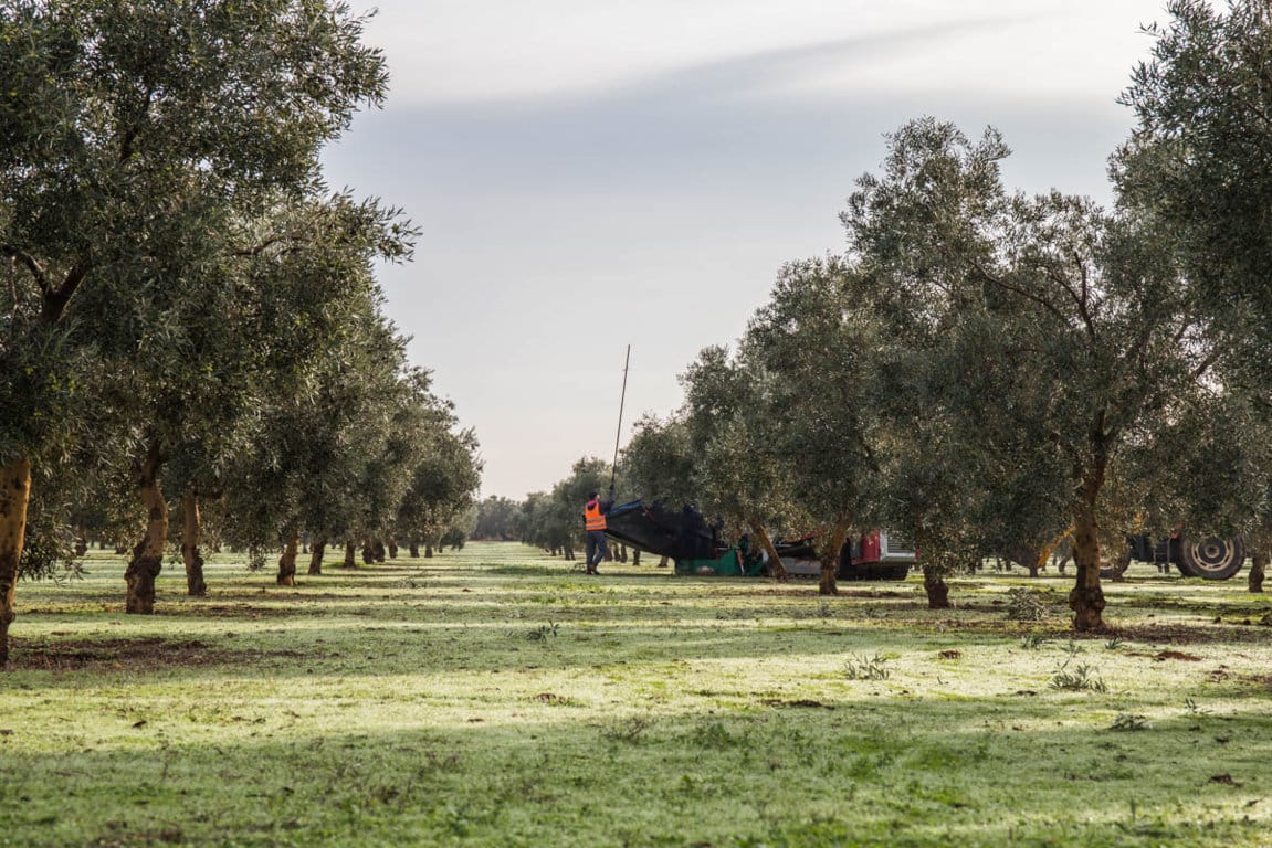 La superficie agraria útil (SAU) de España destinada a la producción ecológica ya supone el 10,79 %