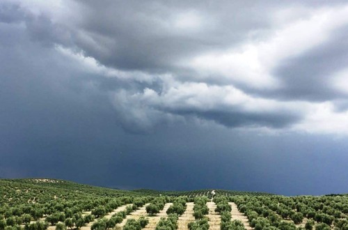 Abierto el plazo para suscribir los seguros de herbáceos, frutos secos y olivar