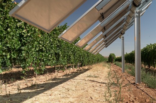 Iberdrola pone en marcha en Toledo «Winesolar», la primera planta agro-voltaica inteligente de España