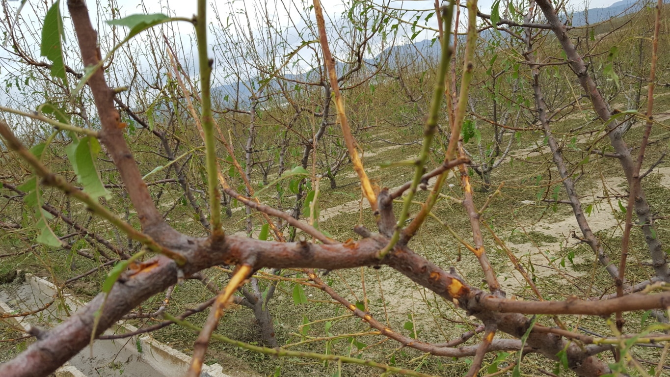 Seguro agrario en frutales: más de 245 M€ en indemnizaciones en lo que va de campaña