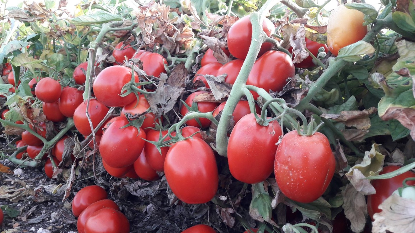 Cooperativas Extremadura prevé una caída del 30% en esta campaña de tomate para industria