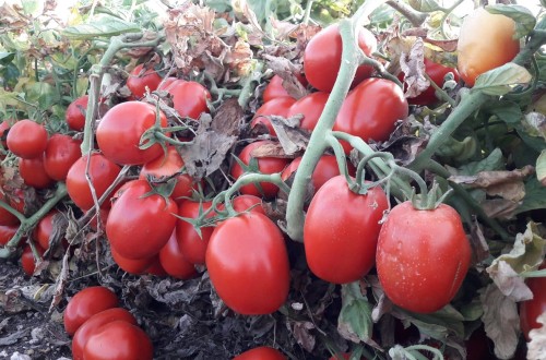 Cooperativas Extremadura prevé una caída del 30% en esta campaña de tomate para industria