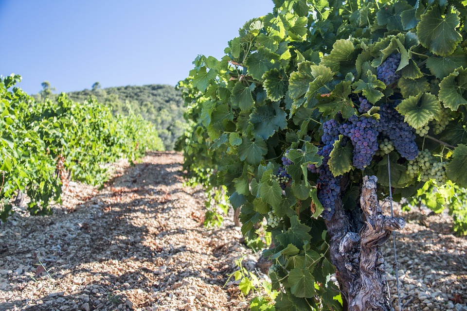 Sequía y temperaturas extremas estabilizan la producción comunitaria vitivinícola 2022/23