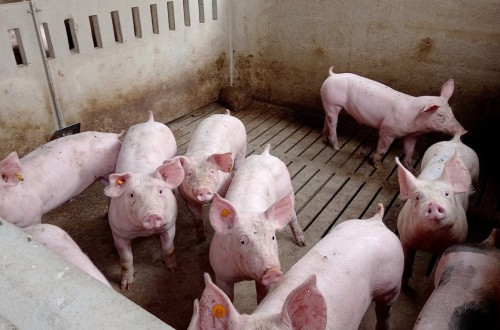 Nuevo paradigma para las granjas porcinas