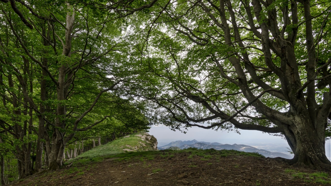 A información pública la planificación forestal estratégica española