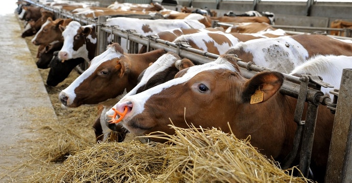 Abonados 356,8 M€ de ayudas extraordinarias a 136.146 productores de leche, carne y cítricos por la guerra de Ucrania