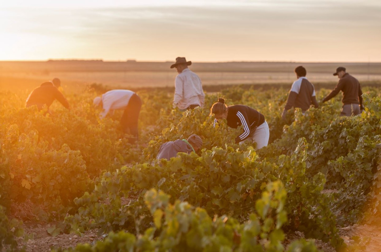 Paro y afiliación a la Seguridad Social mejoraron en el sector agrario en septiembre por las cosechas de temporada