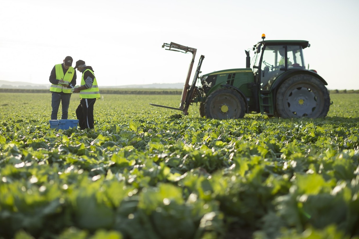 La menor oferta recortó un 7% el volumen de exportación de frutas y hortalizas frescas hasta agosto