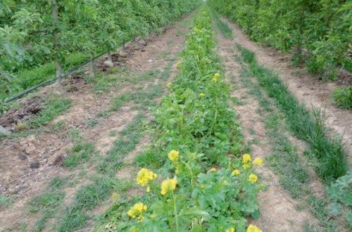 Cómo mejorar el control de malas hierbas en las plantaciones de árboles frutales