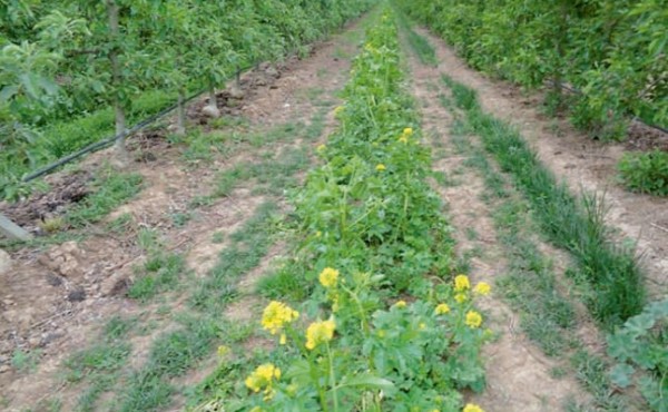 Cómo mejorar el control de malas hierbas en las plantaciones de árboles frutales